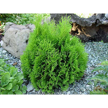 Туя Thuja Occidentalis Miky P9
