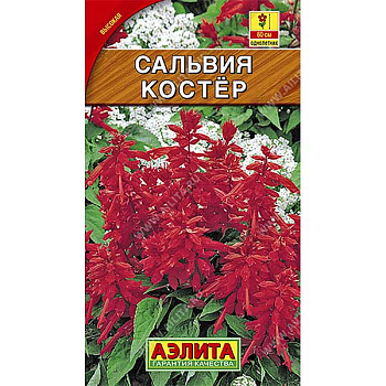 Сальвия Костер Аэлита Ц 