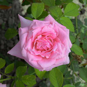 Роза чайно-гибридная Эйфелева башня Садовита