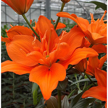 Лилия Алани 12/14 2 Эконом шт 