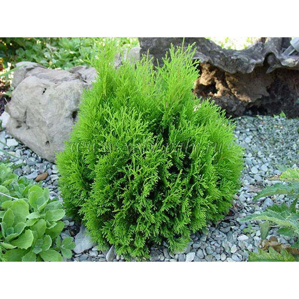 Туя Thuja Occidentalis Miky P9