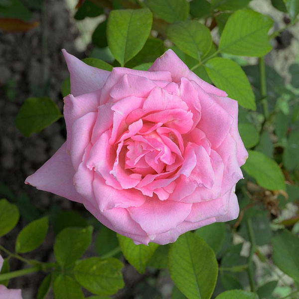 Роза чайно-гибридная Эйфелева башня Садовита