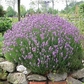 Лаванда Узколистная Дварф Блю P9 шт