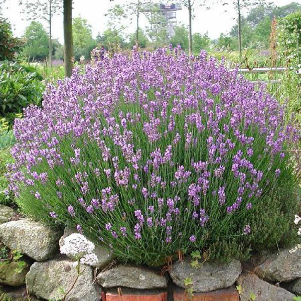 Лаванда Узколистная Дварф Блю P9 шт