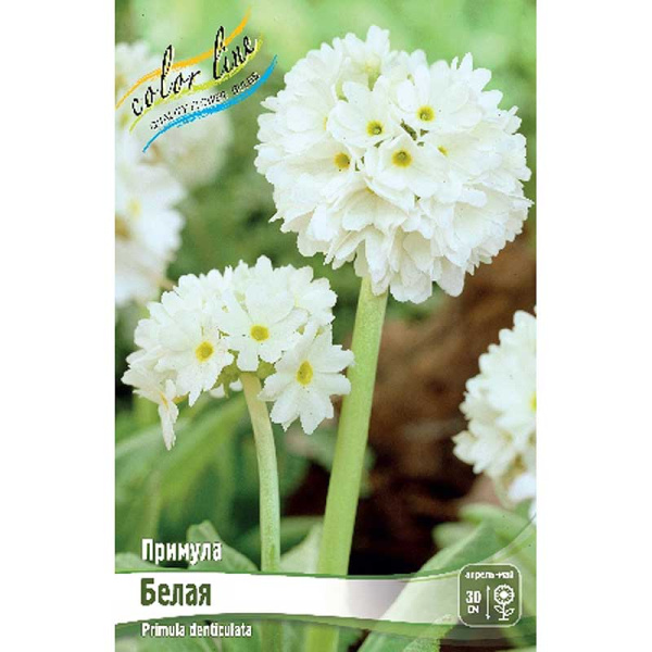 Примула Дентикулята Белый I 1 шт