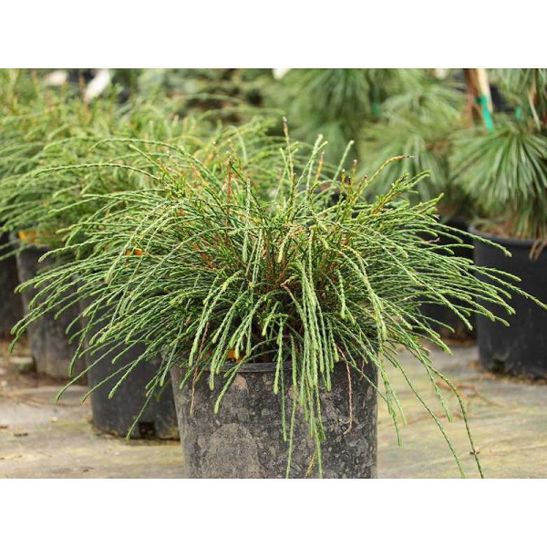 Туя Складчатая Випкорд P9 15-20