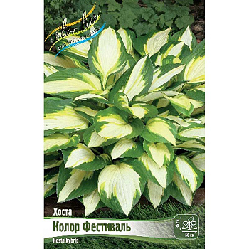 Хоста Колор Фестиваль 1 n 25 шт Биг-пак 7902