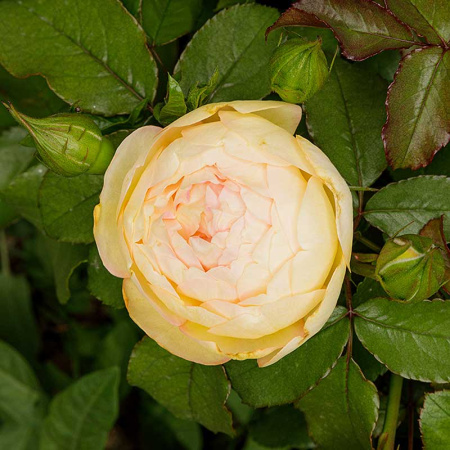 Роза чайно-гибридная Шато Де Шеверни Садовита