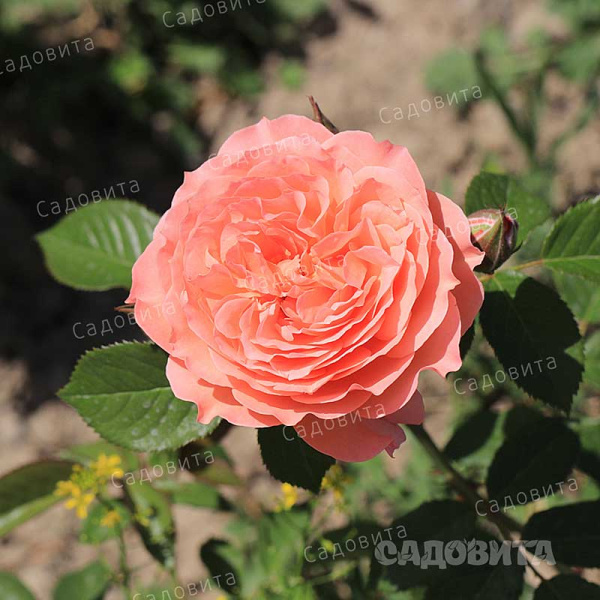 Роза шраб (английская) Абрахам Дерби Садовита