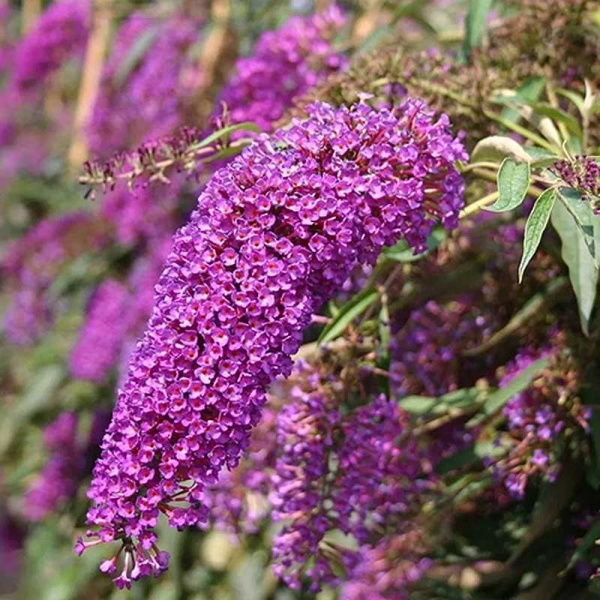 Буддлея Давида Нано Пурпл P9 Садовита