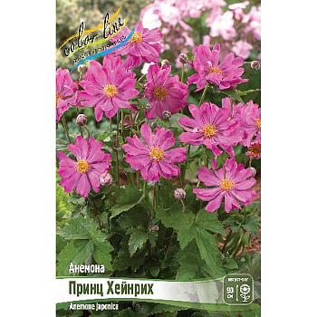 Анемона Принц Хейнрих I 25 шт Биг-Пак 556