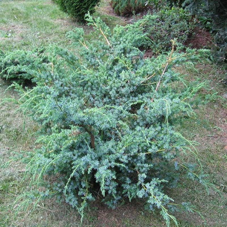 Можжевельник Juniperus Chinensis Blue Alps P9 ,шт Садовита 9278