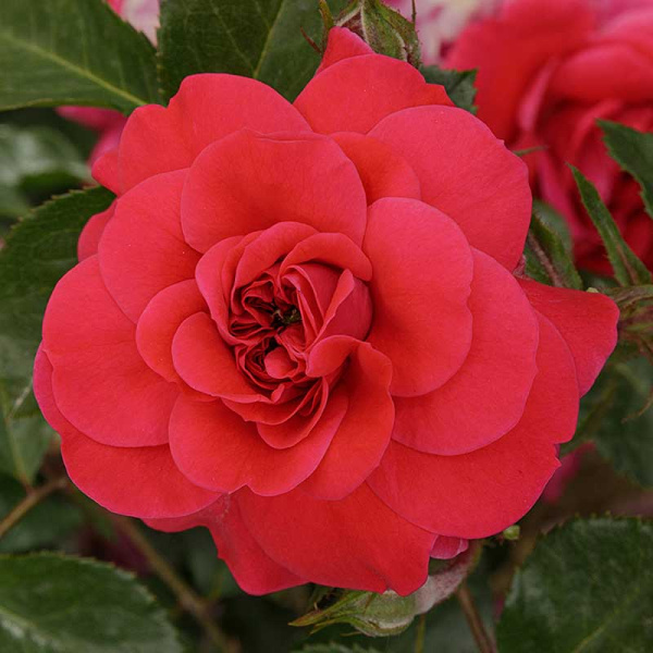 Роза флорибунда Сангрия Садовита