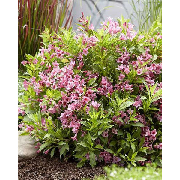 Вейгела Пикобелла Роза P9