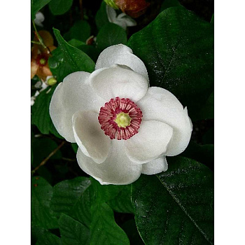 Магнолия Зибольда P14 (C1.5)