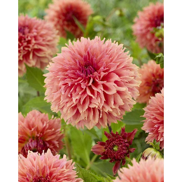 Георгина Оранж Фубуки I 1 шт