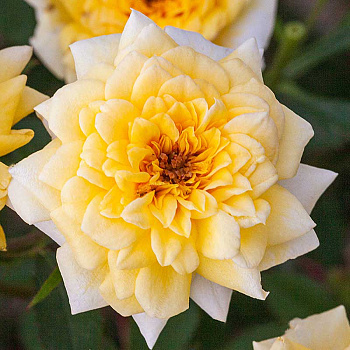 Роза миниатюрная Йеллоу Долл Садовита