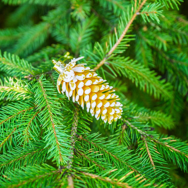 Шар 9DC5-H32B-2 5шт 9см "Шишка" золотая с белой каймой (288)