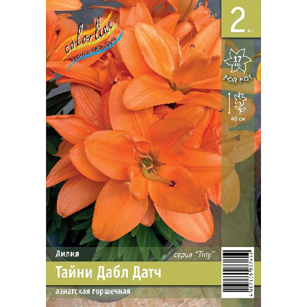 Лилия Тайни Дабл Датч 10/12 2 Эконом шт 