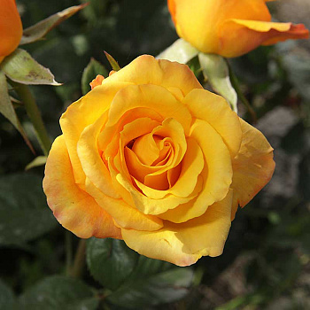 Роза чайно-гибридная Тайкун Садовита