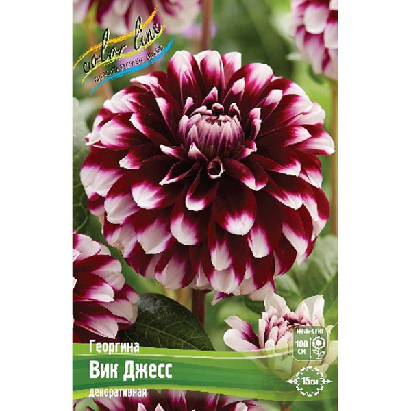 Георгина Вик Джесс I 15 шт Шоу-бокс 13966