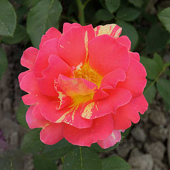 Роза чайно-гибридная Клод Моне Садовита