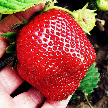 Земляника садовая Зефир (цена за 40 шт.) ОСП