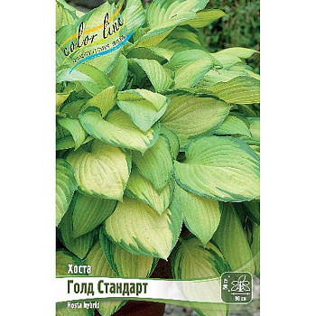 Хоста Голд Стандарт 1 n 25 шт Биг-пак 7894
