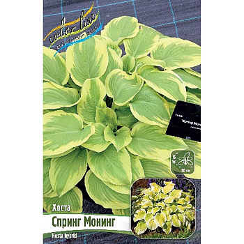 Хоста Спринг Монинг 1 n 25 шт Биг-Пак 7930
