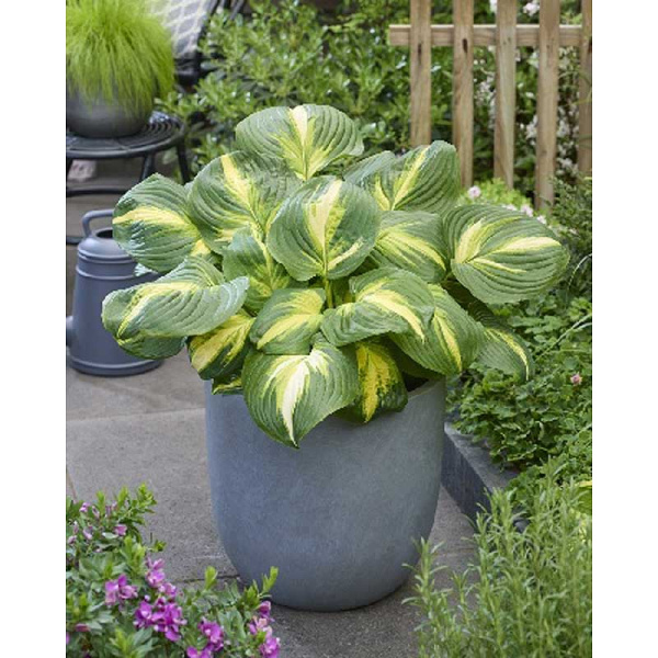 Хоста Хетвейев Хармони I 1 шт