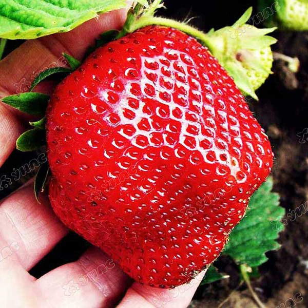 Земляника садовая Зефир (цена за 40 шт.) ОСП