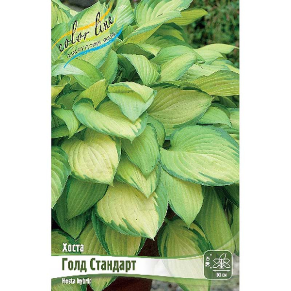 Хоста Голд Стандарт 1 n 25 шт Биг-пак 7894