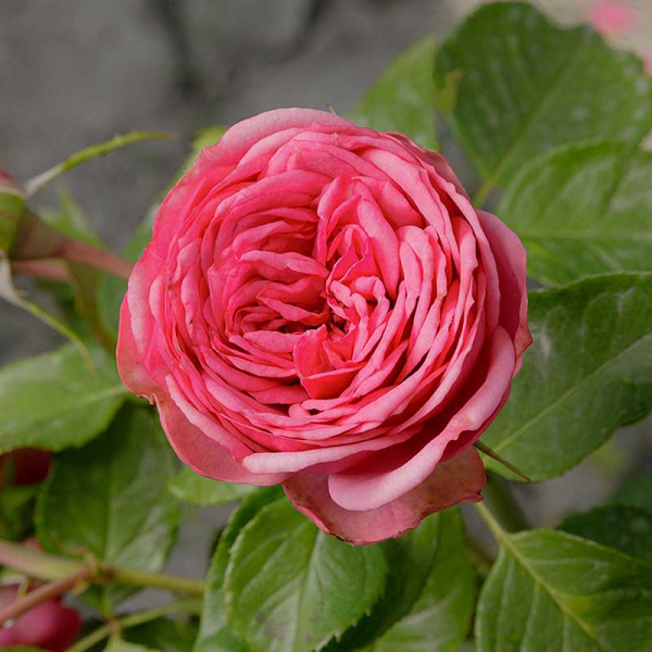 Роза чайно-гибридная Пинк Пиано Садовита