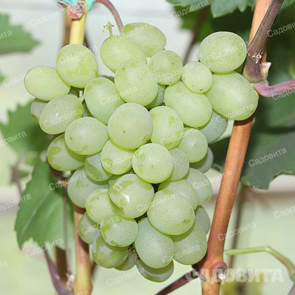 Виноград Гарольд очень ранний Садовита