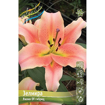 Лилия Зелмира 16/18 3 шт 