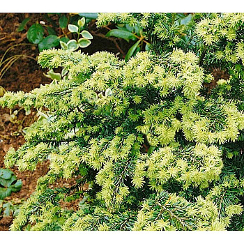 Тсуга Канадская Гринвуд Лейк C4 25-30cm шт