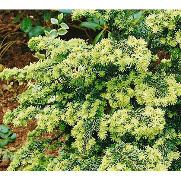 Тсуга Канадская Гринвуд Лейк C4 25-30cm шт