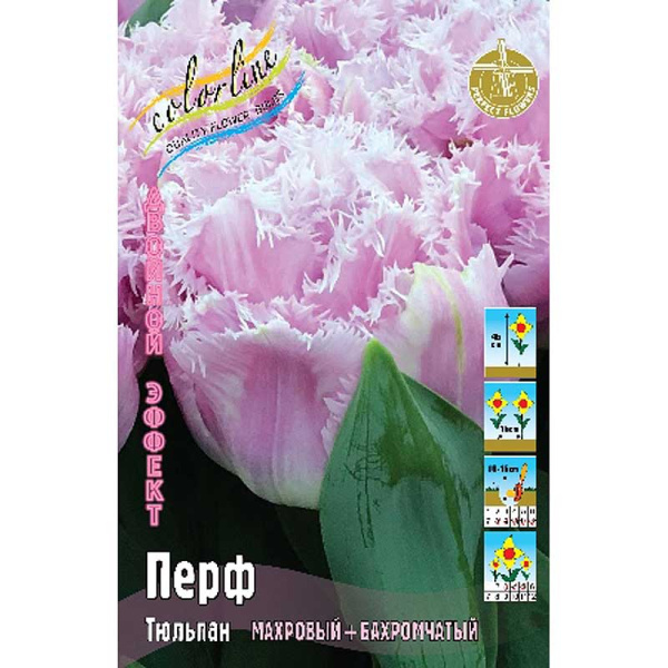14954 Шоу-бокс Тюльпан Перф 11/12 75 шт