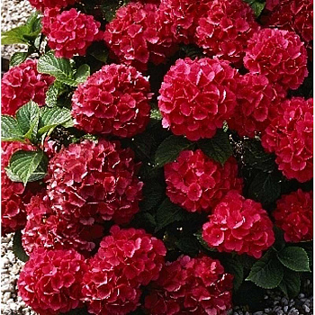 Гортензия Крупнолистовая Альпенглюхен P9