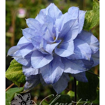 Клематис Кратер Лэйк C2