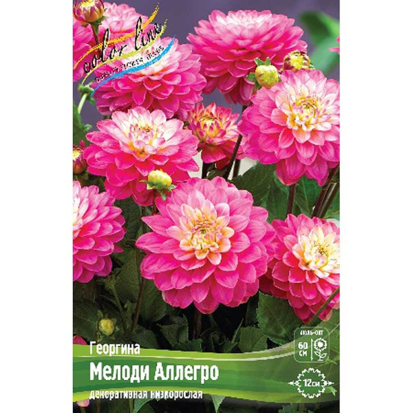 Георгина Мелоди Пинк Аллегро I 1 шт