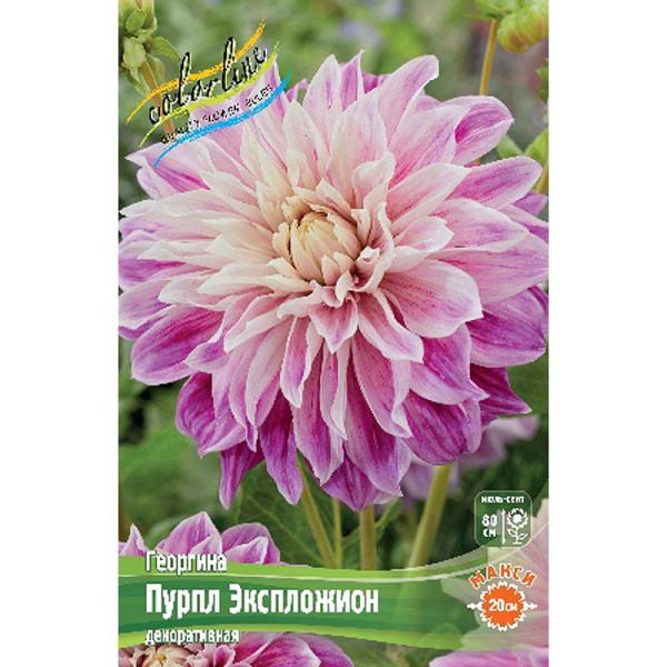 Георгина Пурпл Экспложион I 15 шт Шоу-бокс 11009