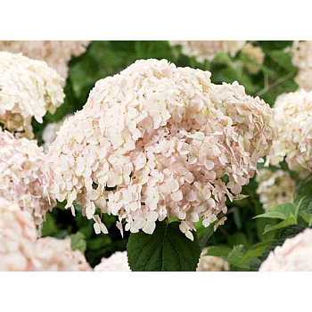 Гортензия Древовидная Кандибелле Маршмеллоу