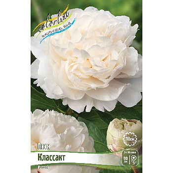 Пион Классакт 2/3 n 10 шт Биг-пак 13453