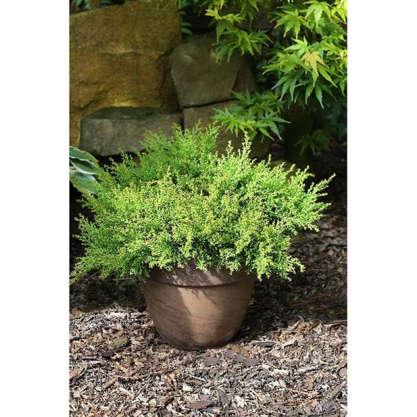 15844 Микробиота Перекрестнопарная Лукас P9 ,шт