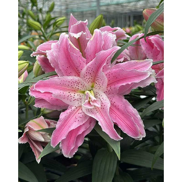 16198 Биг-Пак Лилия Roselily Азра 12/14 25 шт 