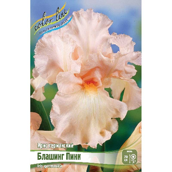Ирис Германский Блашинг Пинк I 25 шт Биг-пак 9683