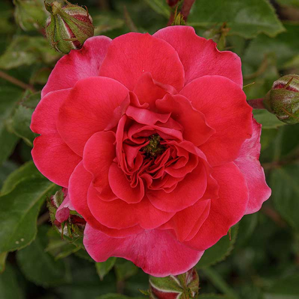 Роза флорибунда Сангрия Садовита