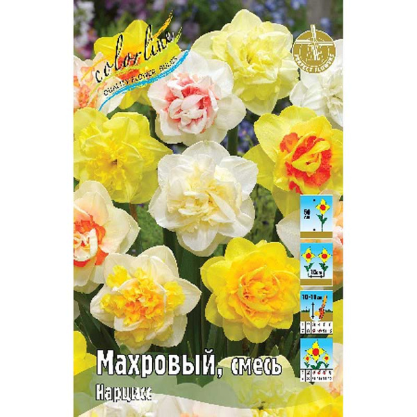 859 Шоу-бокс Нарцисс Махровый, смесь 12/14 50 шт