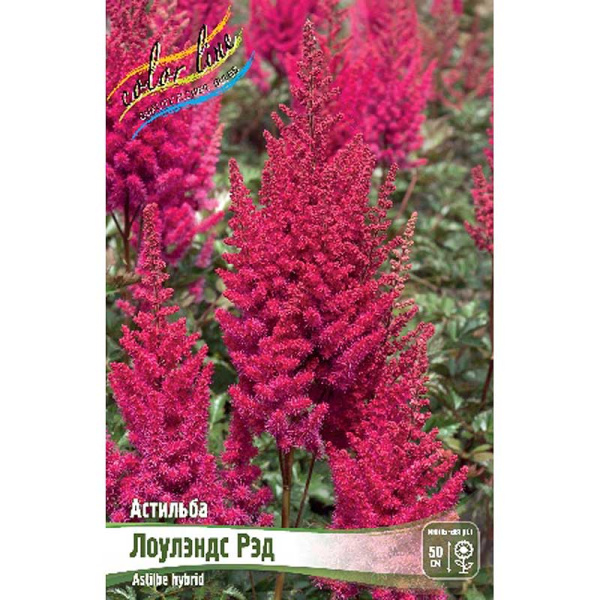 Астильба Лоулэндс Рэд 2/3 n 1 шт